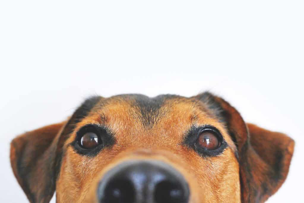 Office Dog